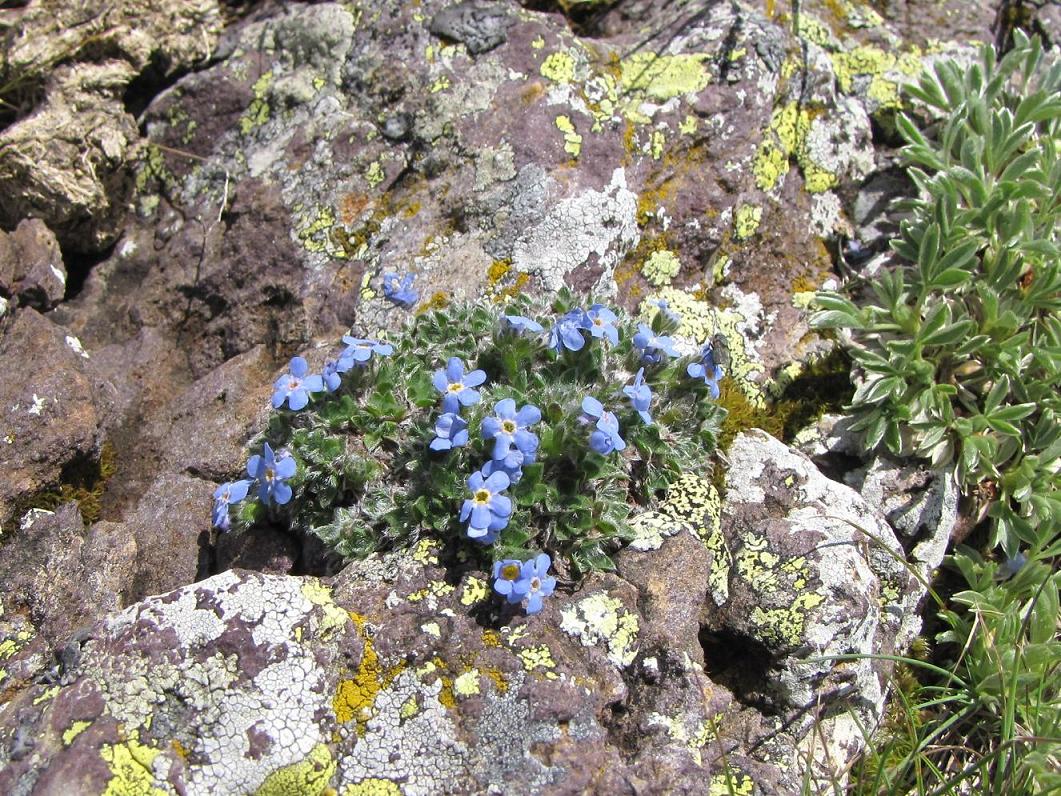 Potentilla nitida (e P. caulescens)